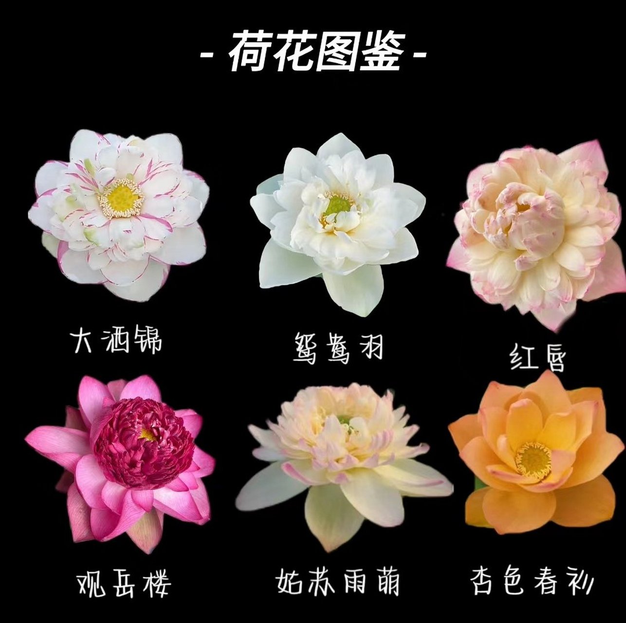 夏秋是看荷花的季节,这是部份荷花品种,参考资料,来自网络,建议收藏!