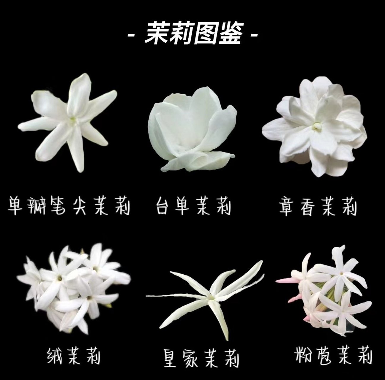 茉莉花品种图鉴(建议收藏)