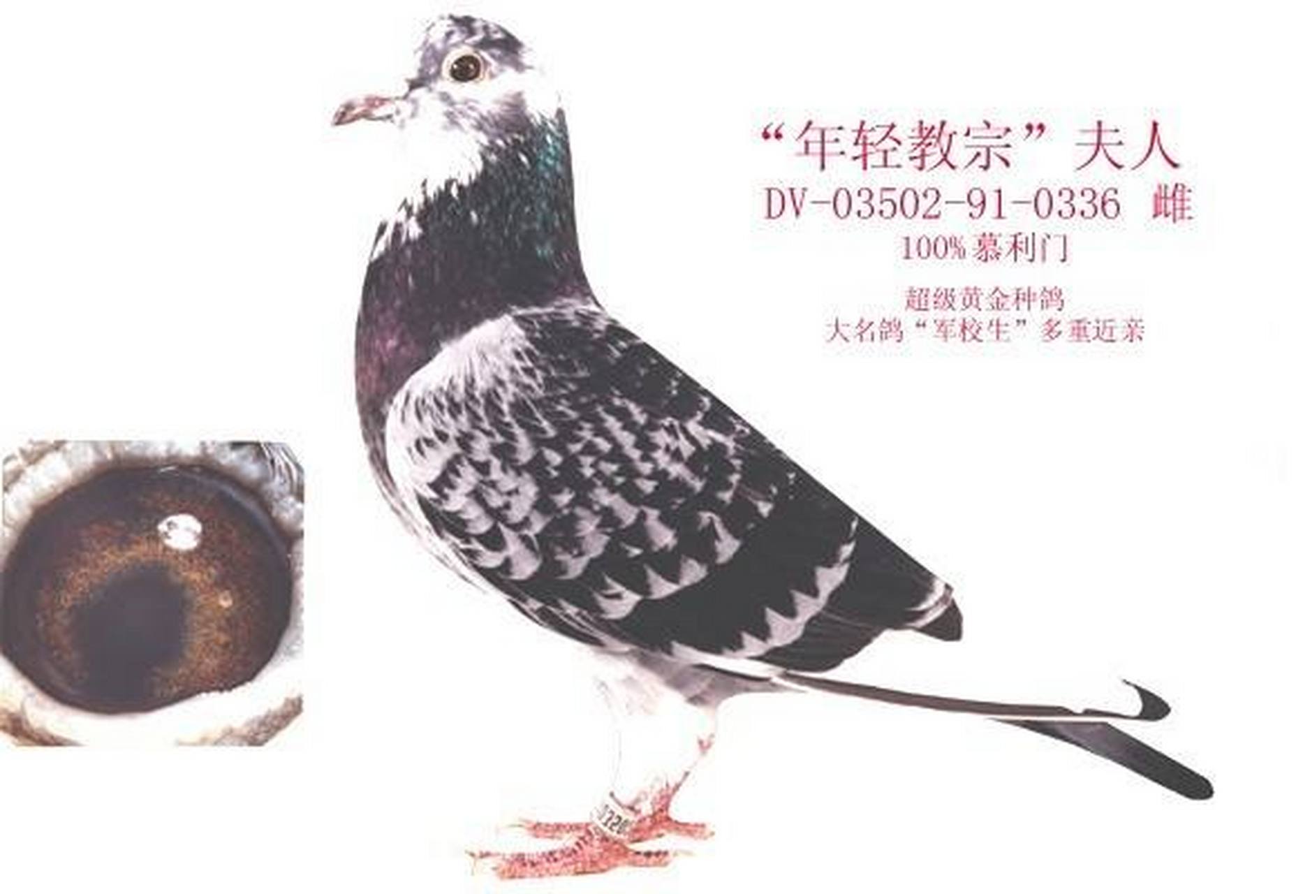 1,纯种慕利门主要是紫罗兰眼睛或珍珠眼.