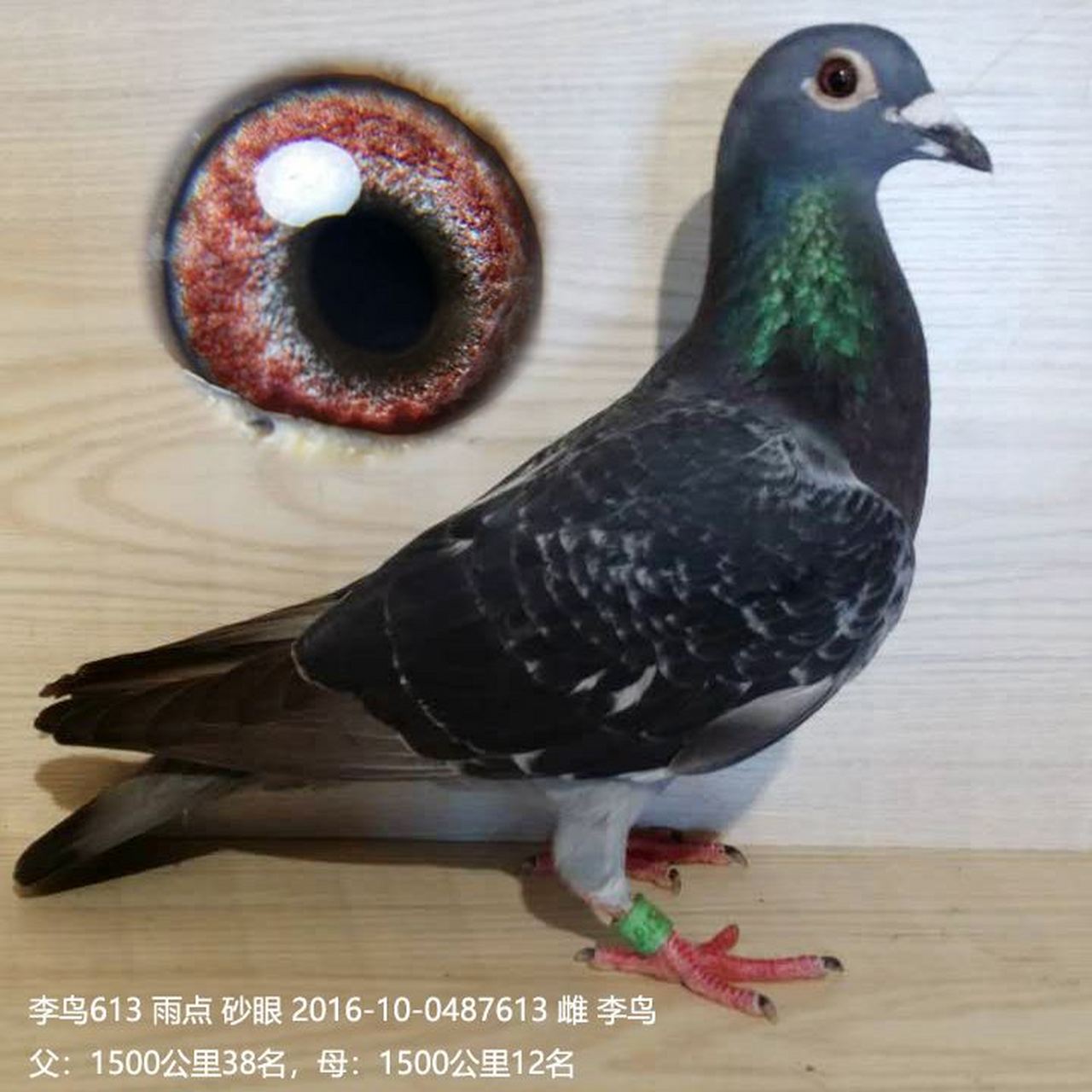 李鸟是由养鸽先辈李梅龄博士于20世纪30年代从德国引进10羽比利时名鸽
