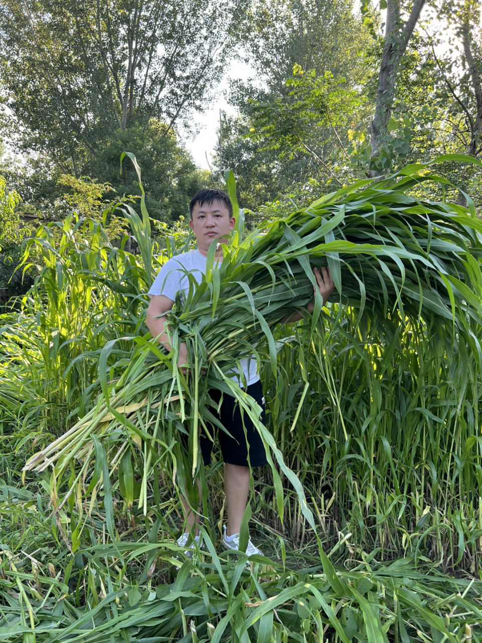 养殖牛羊高产牧草高丹王草,一年生割一茬长一茬!