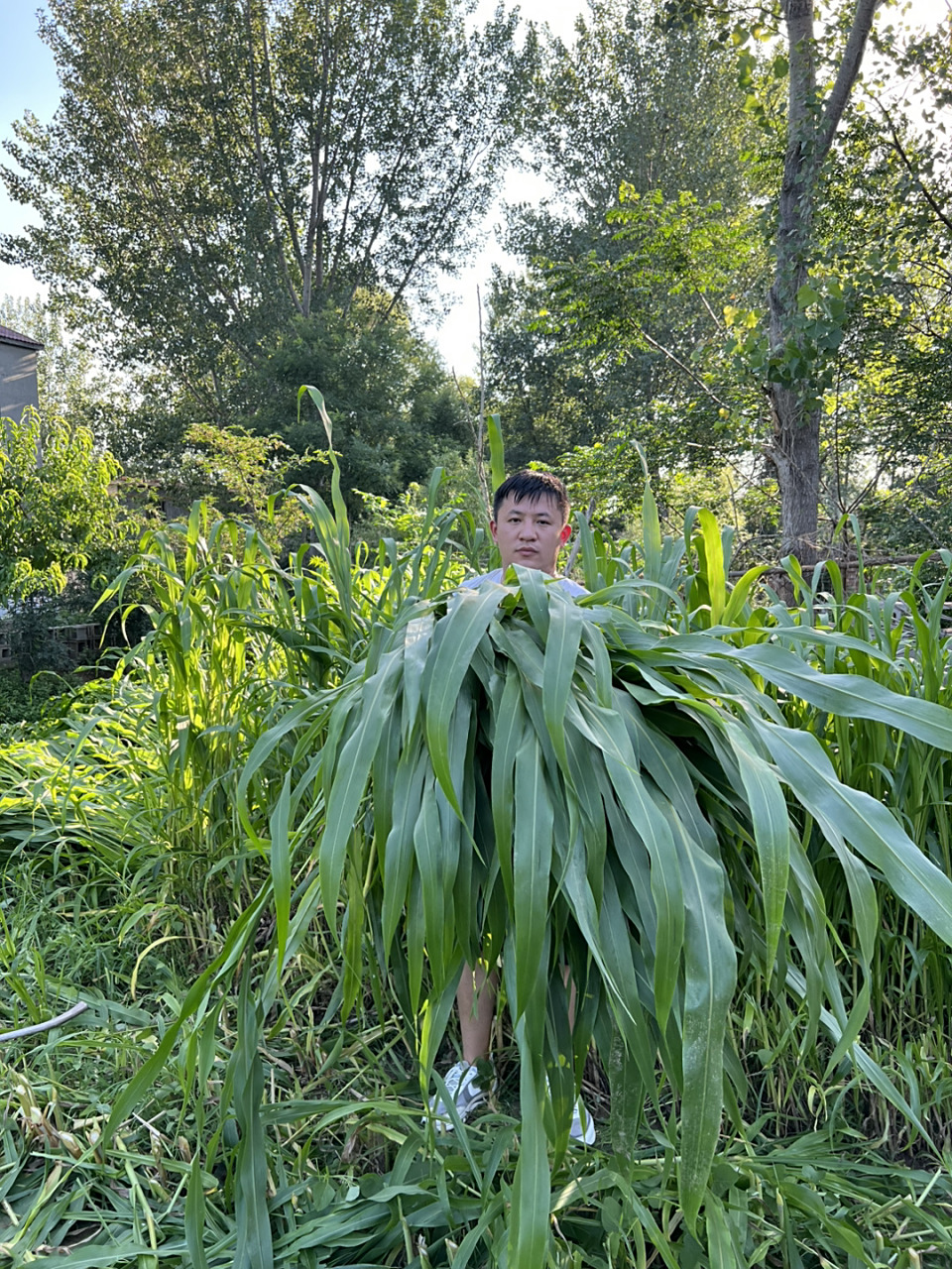 养殖牛羊高产牧草高丹王草,一年生割一茬长一茬!