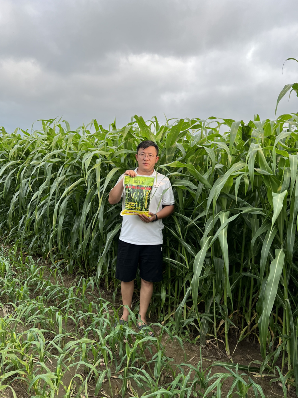 养殖牛羊高产牧草高丹王草,一年生割一茬长一茬!