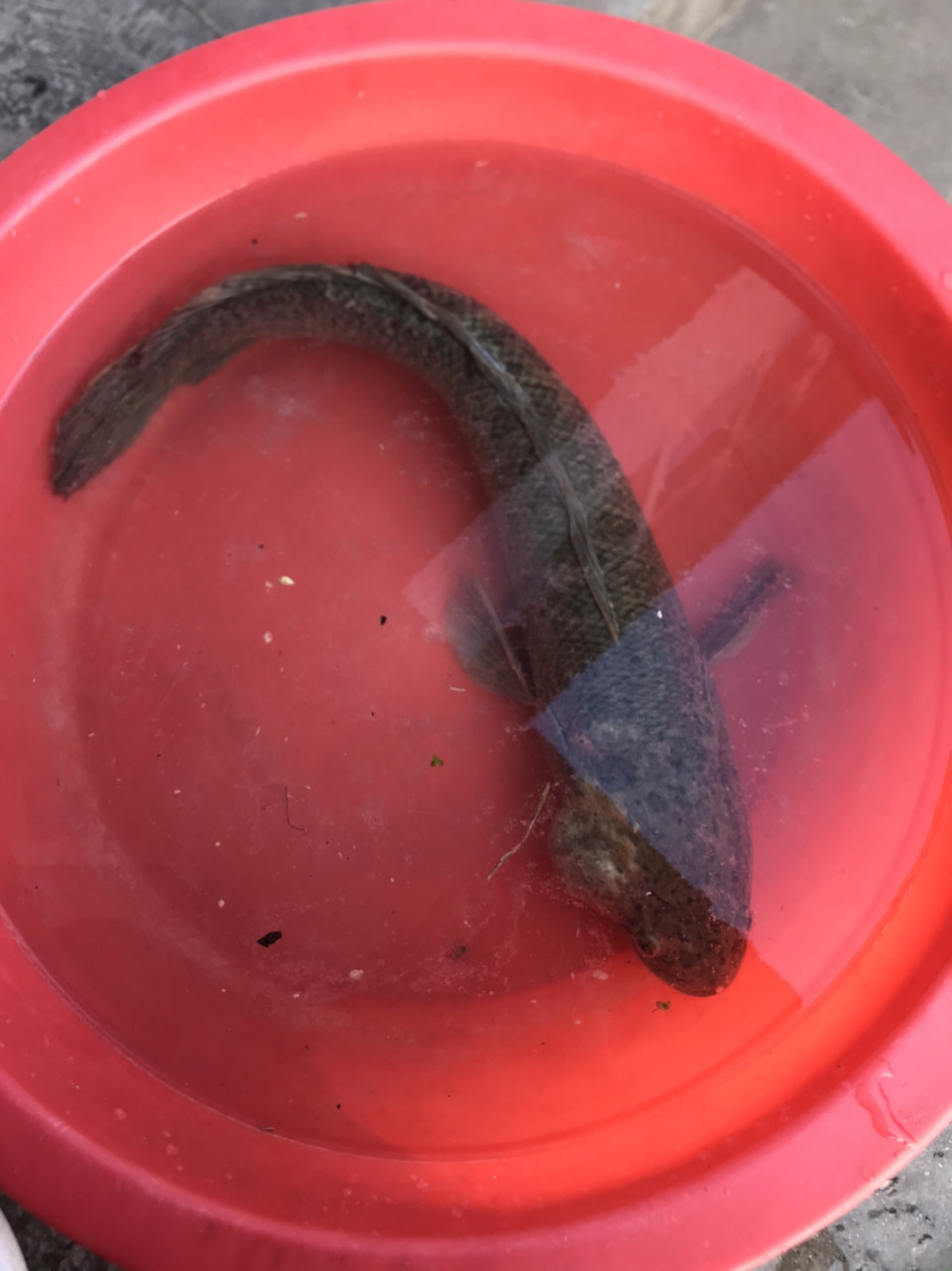 今天上的黑鱼,四五斤,头上长个肉瘤怎么回事,可以吃吗