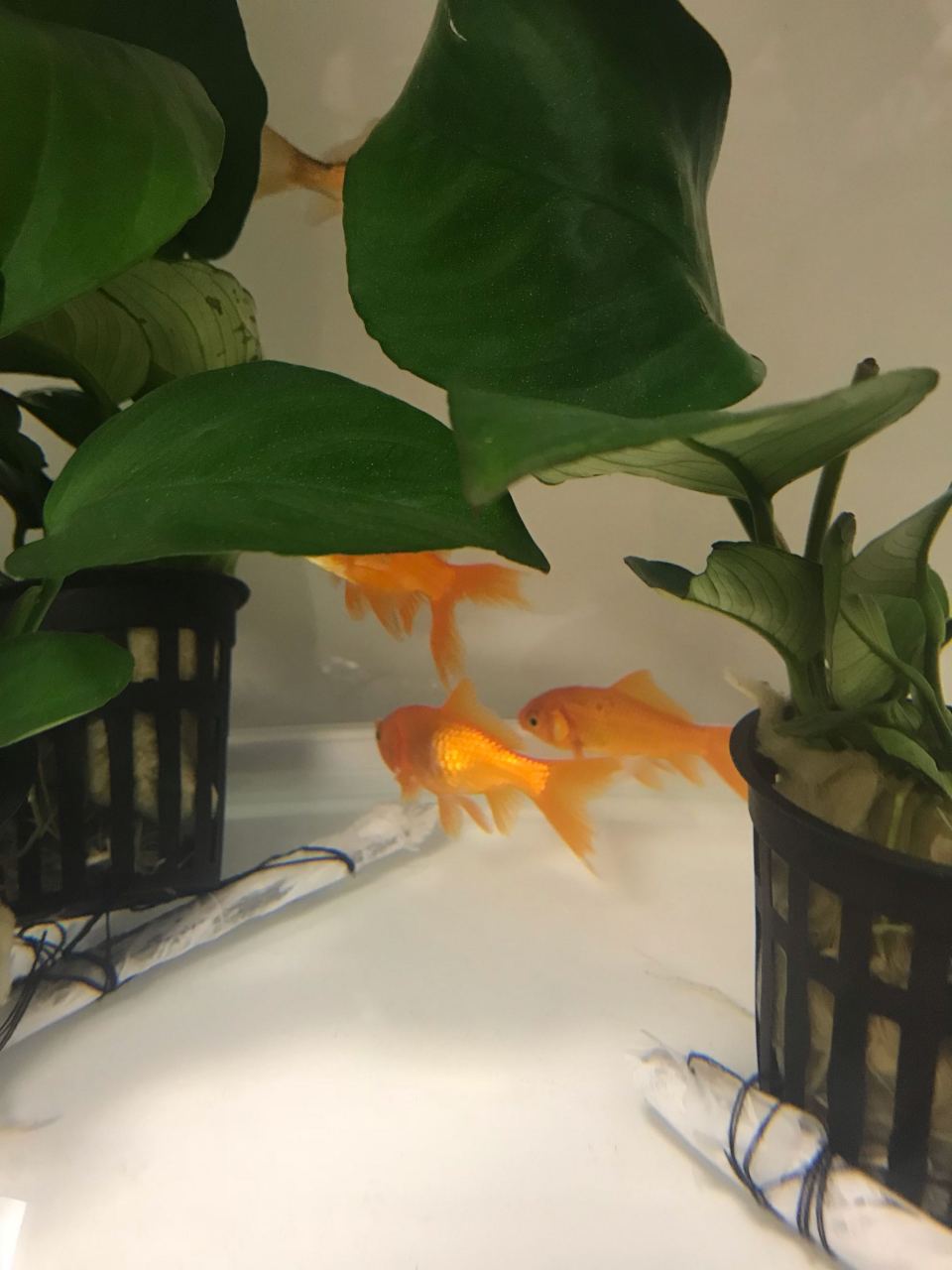 新手养鱼,今天刚到的草金鱼发现其中一条鼓肚子严重