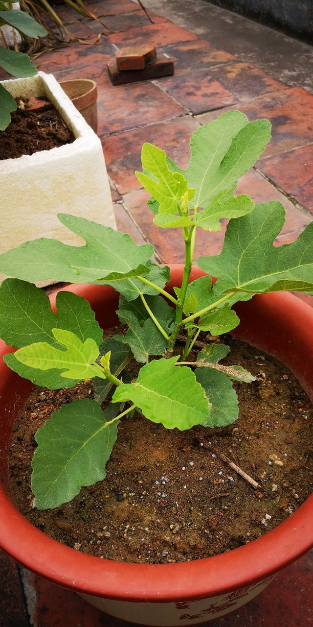 图一和图二是同一个品种 图三,四,五也是同一个