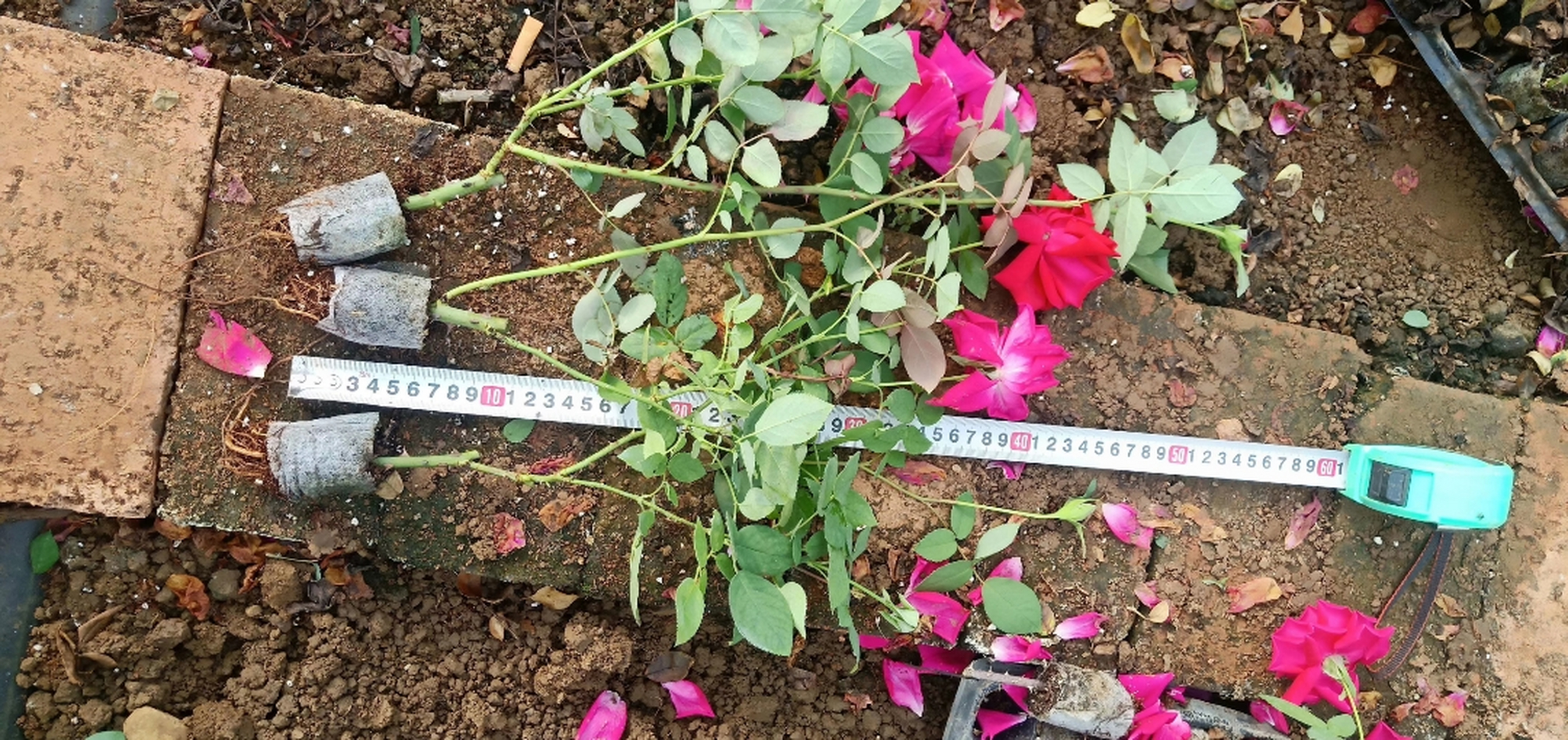 哪里有月季花苗卖