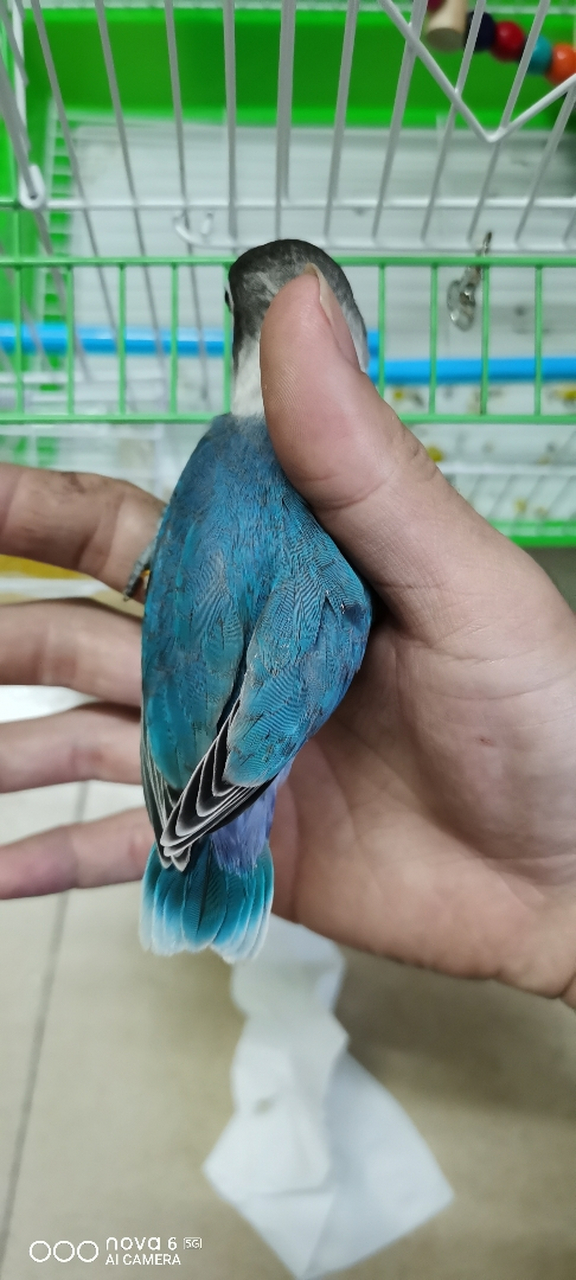 帮我看看蓝黑头牡丹鹦鹉纯种吗!