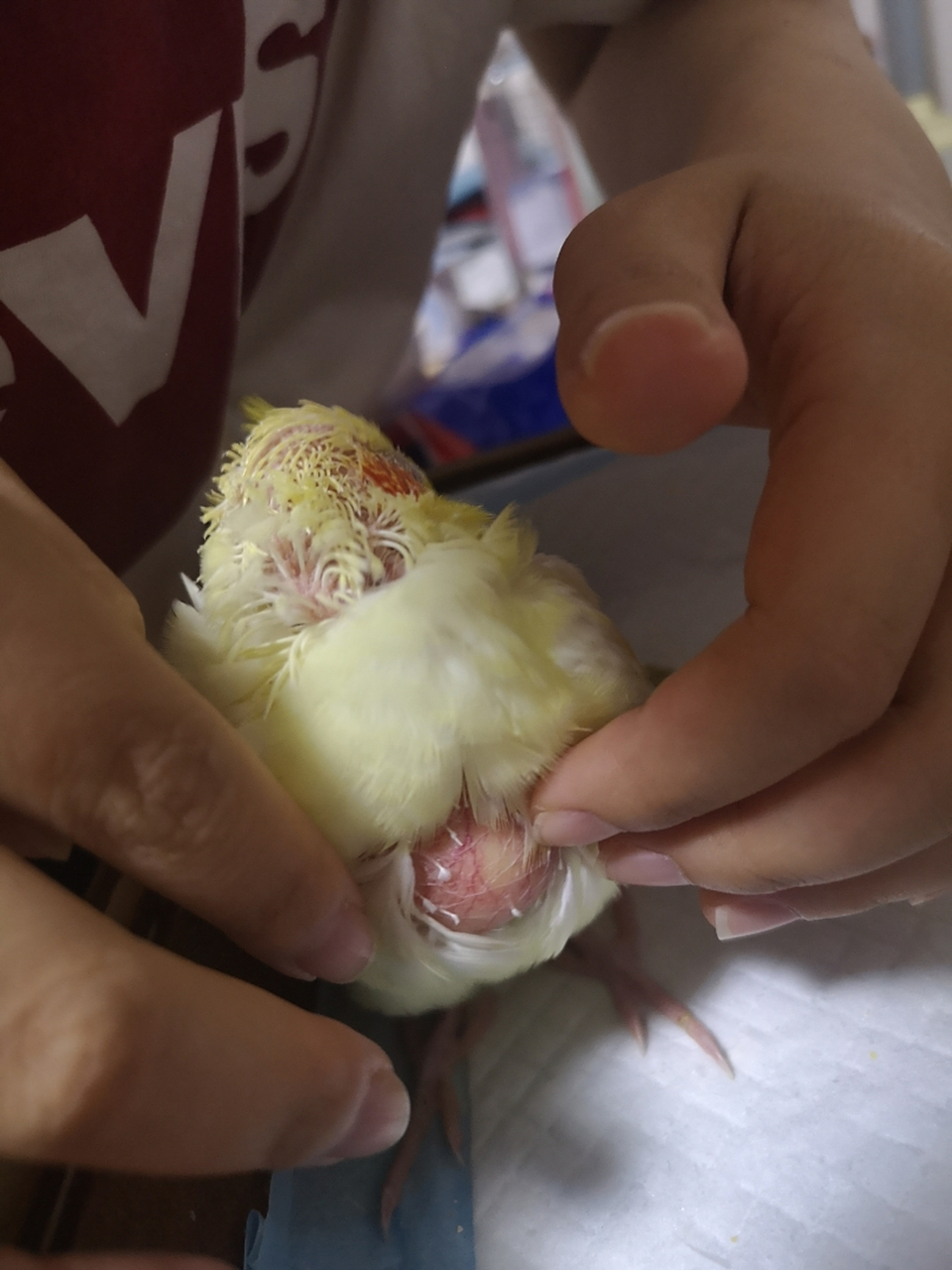 大佬们 家里的鸟鸟嗉囊一直是这个样子 是不是发炎了