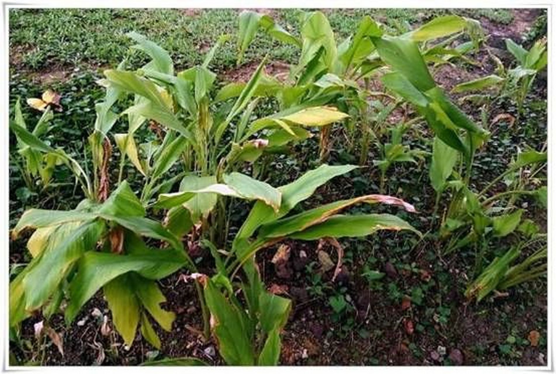 姜黄别名;郁金,宝鼎香,毫命,黄姜,黄丝.以根入药,药食两用.