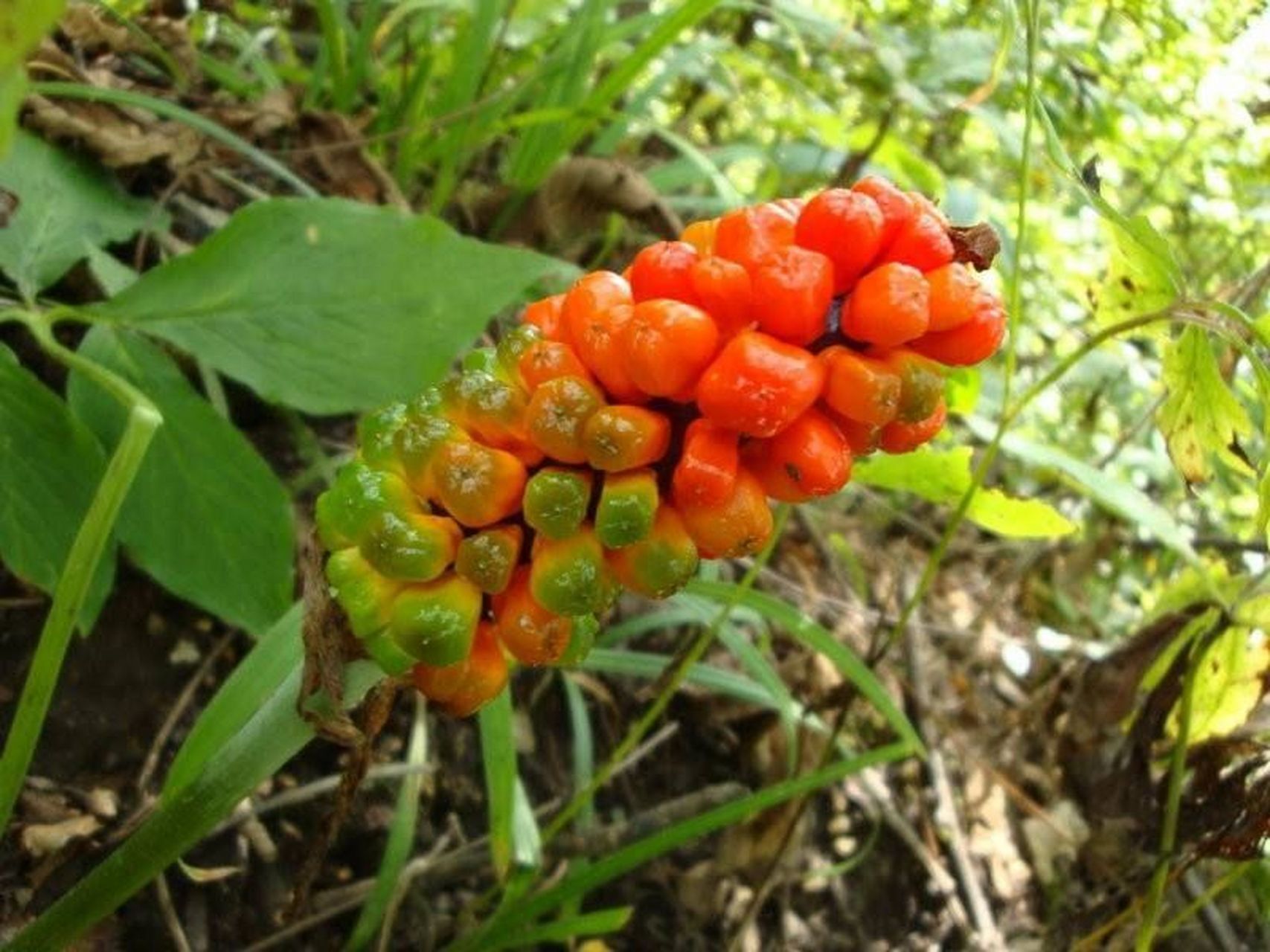 天南星别名;南星,白南星,山苞米,蛇包谷,山棒子.