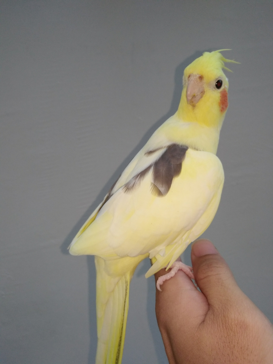 红脸派特 #玄凤鹦鹉 #二先生