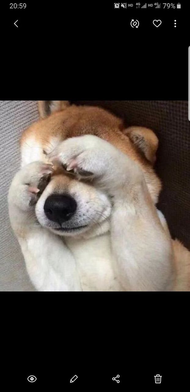 追的女生把头像换成了捂着眼睛狗狗是啥意思诸君帮我分析一下