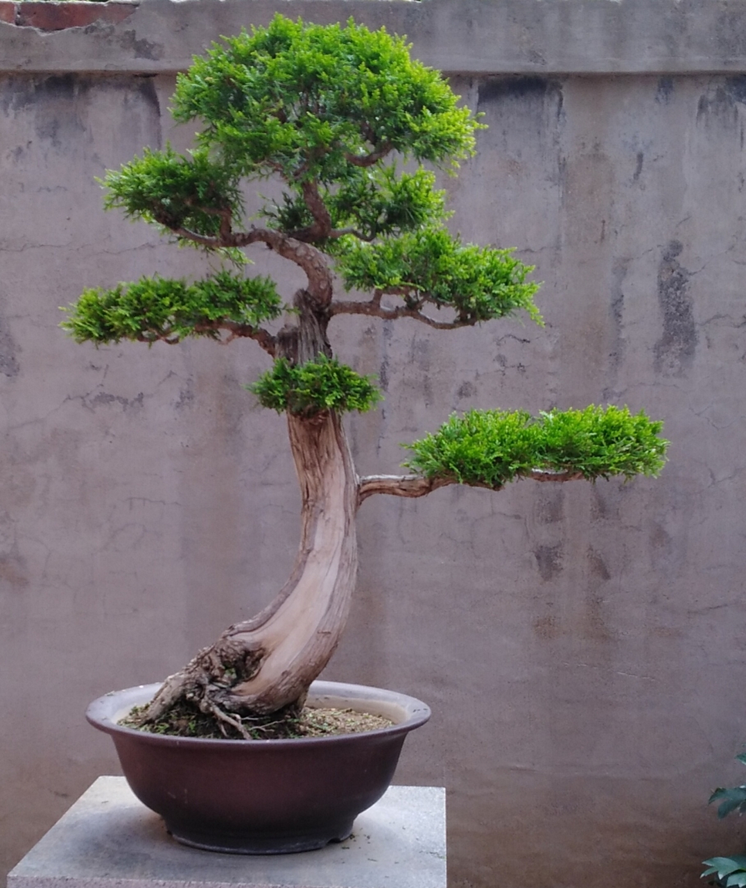 刚刚复整完的侧柏盆景一一《笑迊天下客》,与盆友们交流.