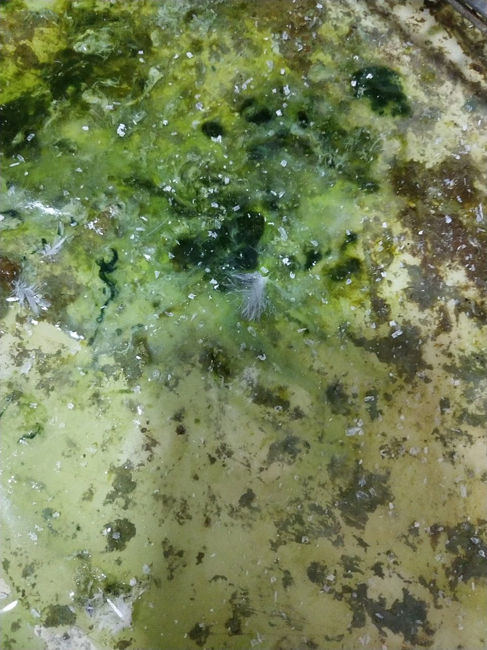 鸽子大量喝水不吃食拉水绿便三四天后现在拉白水便,绿便也有,还有点