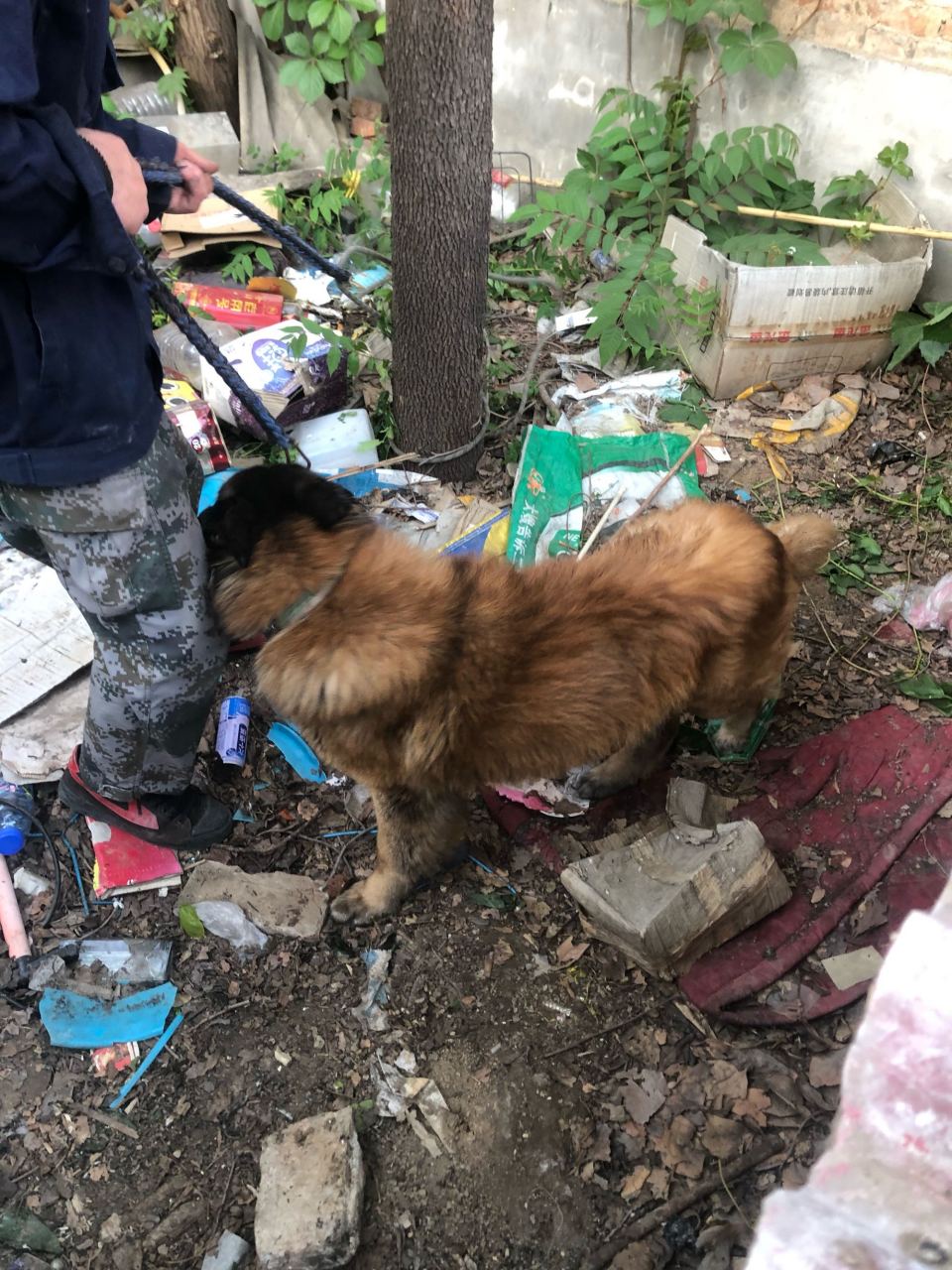 特佛伦.长毛马犬 有没有懂行的