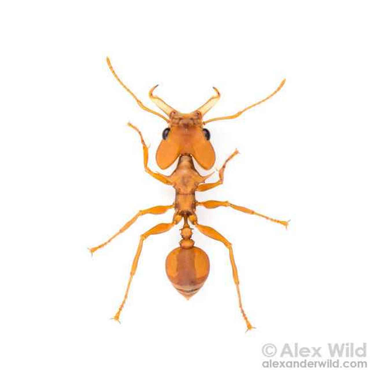 武装毒针蚁 生活在南美洲的非常具有特色的蚂蚁 陷阱颚是一大特点