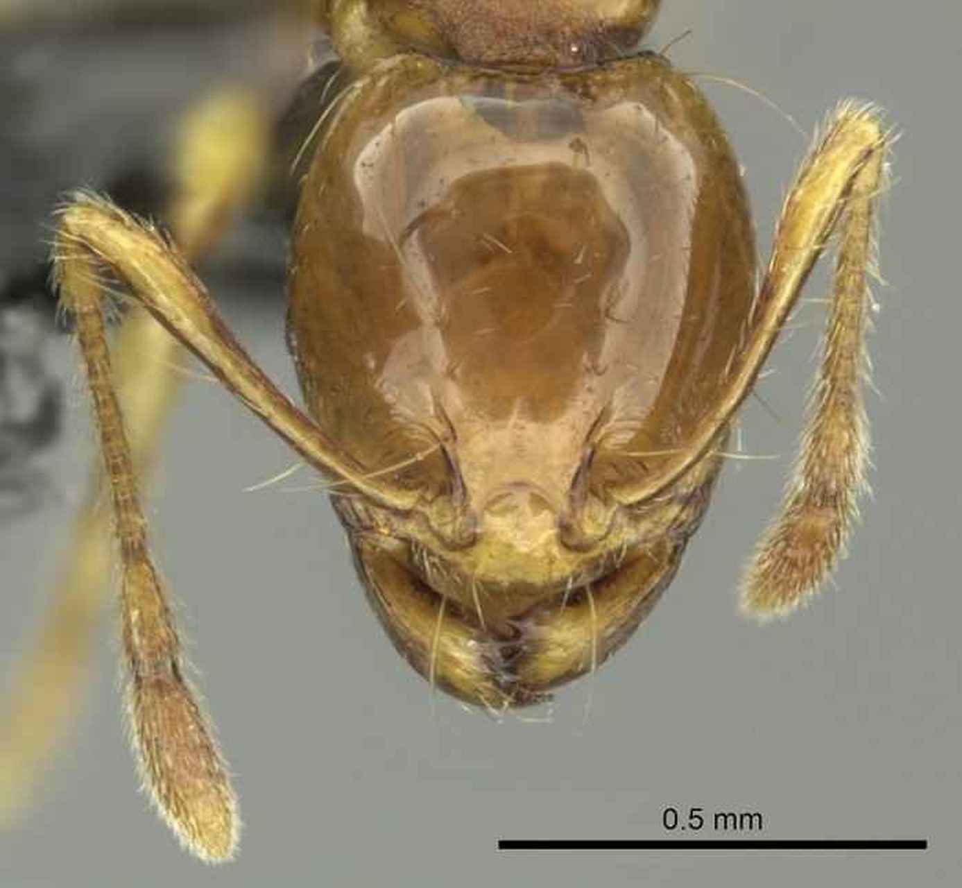 【蚂蚁小知识】 [近缘盲切叶蚁]是与全异盲切叶蚁很相似的蚂蚁,但是近