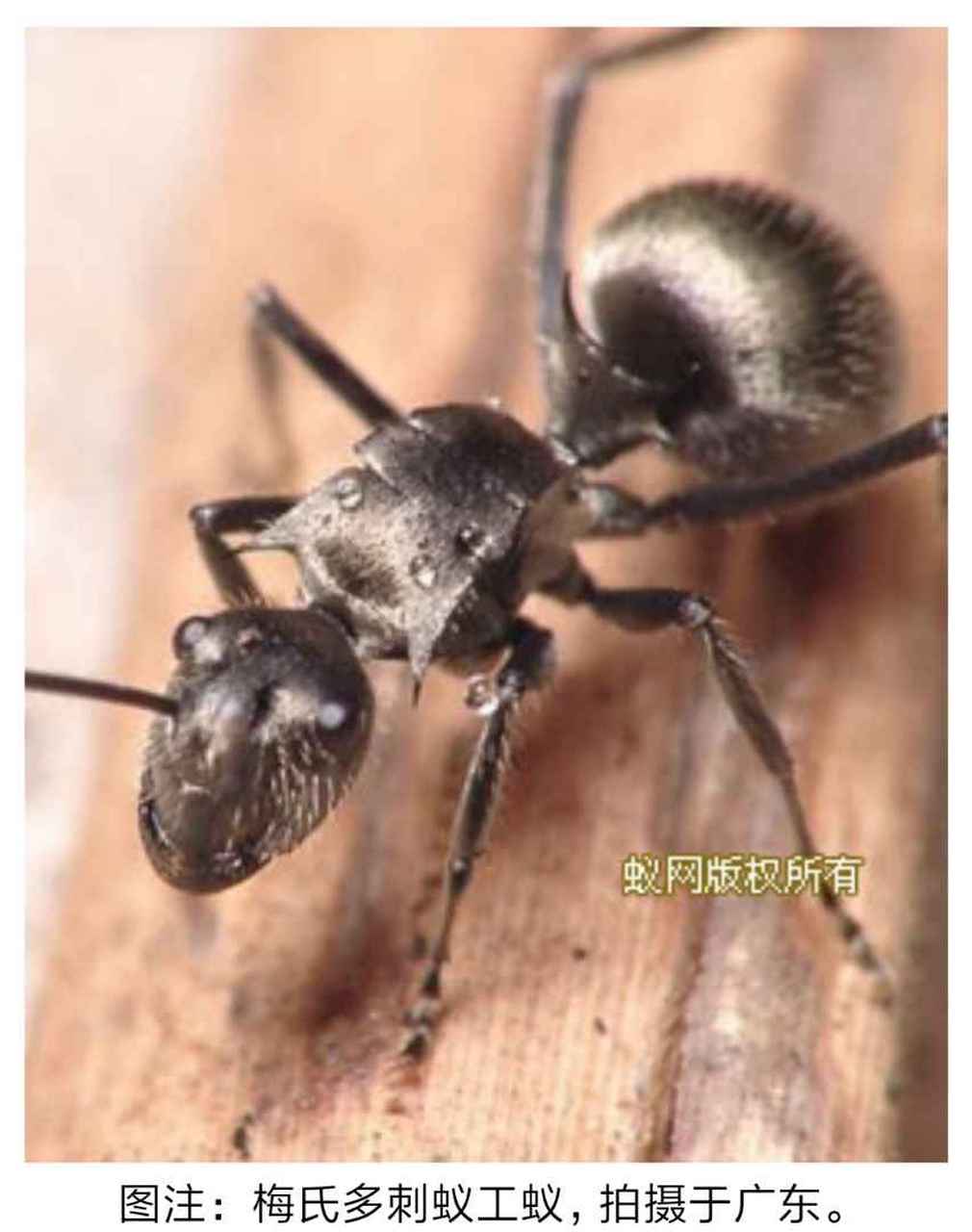 【种草大会】 南方常见蚂蚁,身上有刺,不同同于以往蚂蚁 这种蚂蚁名叫