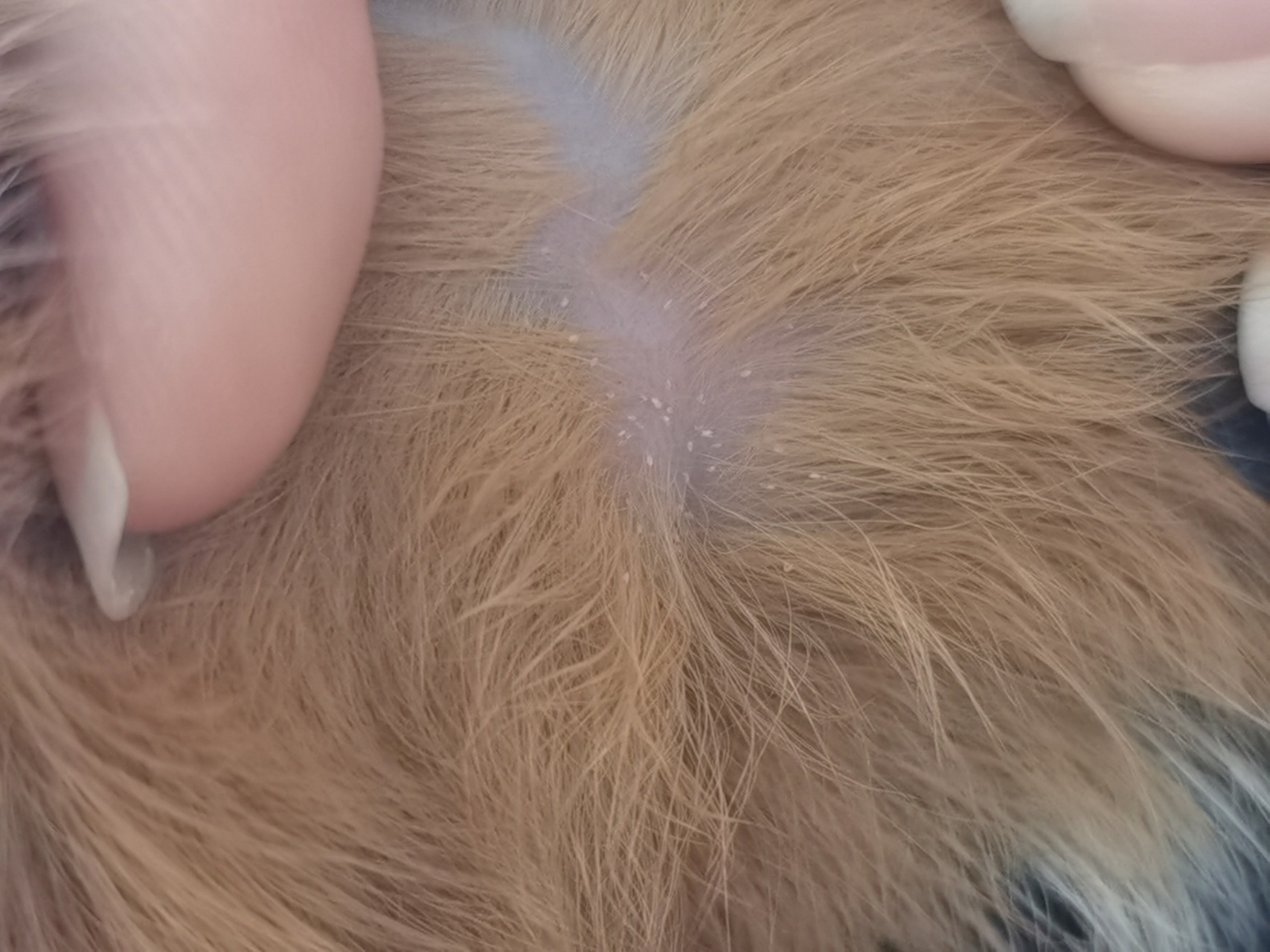 请问有人知道荷兰猪身上这样是虫子卵吗