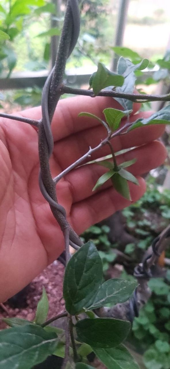 梦之雫,去年嫁接的,今年结了六个果