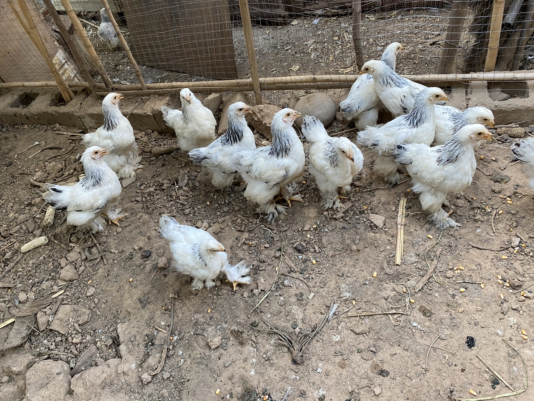 婆罗门鸡苗出售