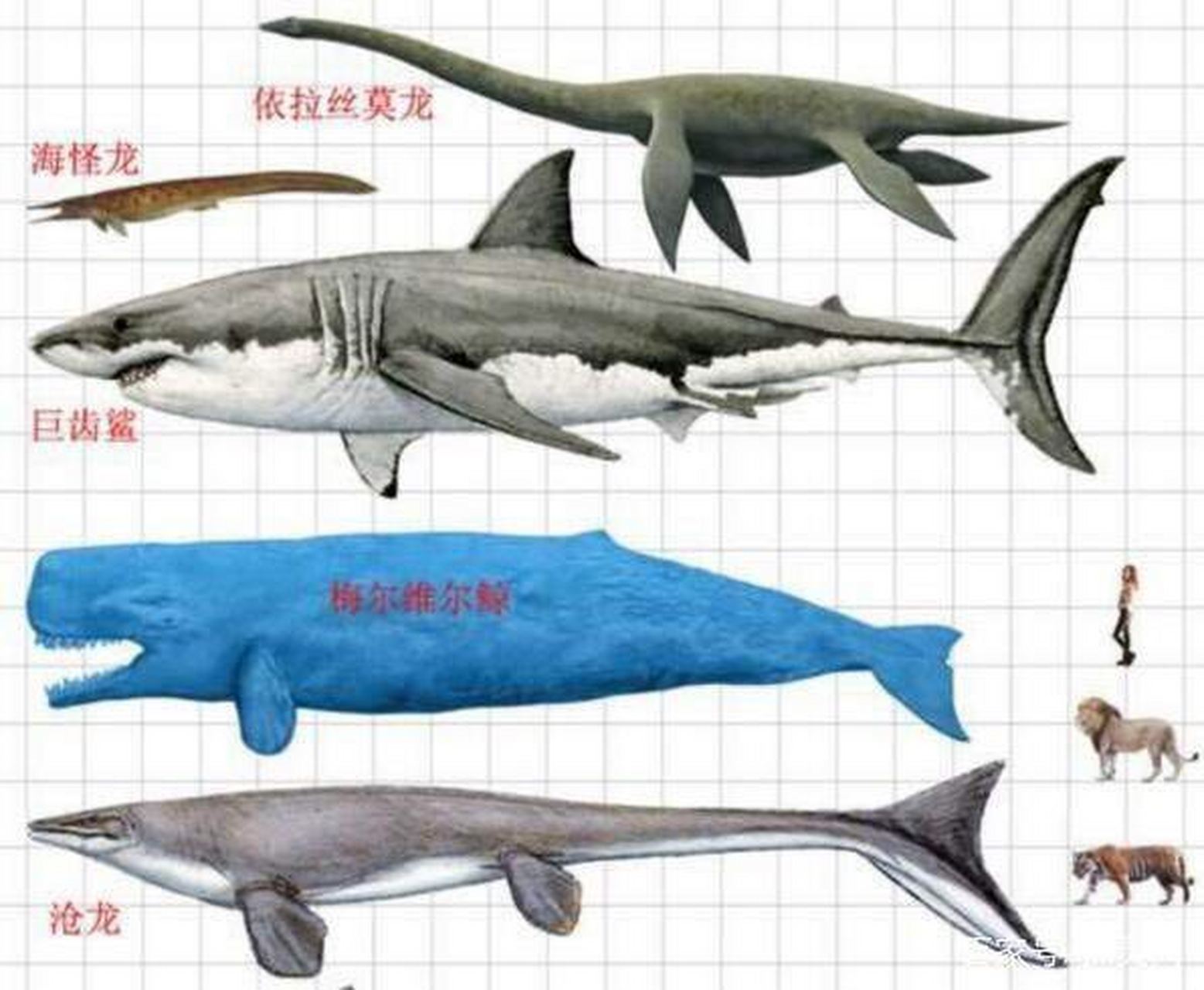 巨齿鲨vs梅氏利维坦鲸