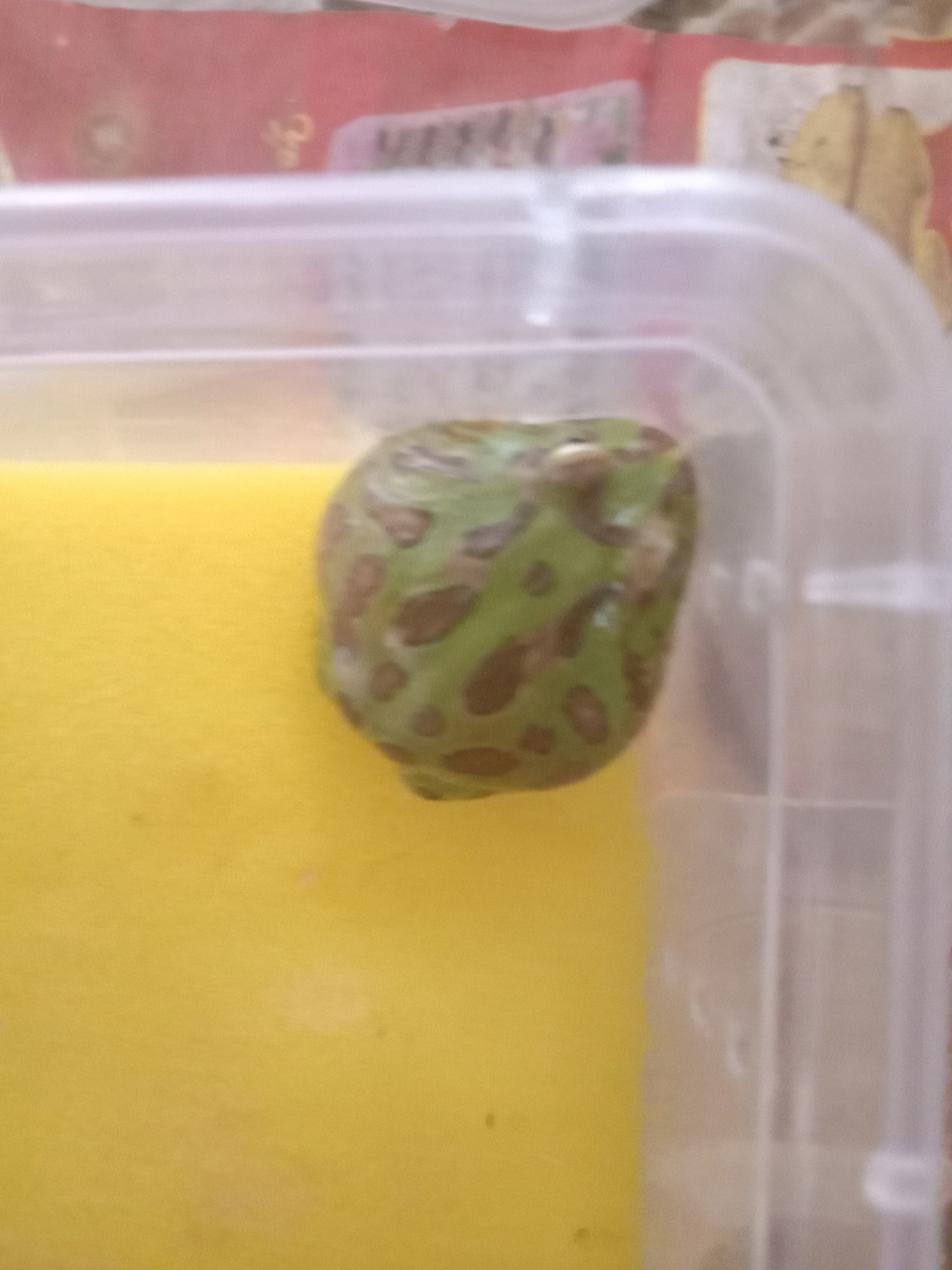 大佬们求解角蛙的粪便这样正常吗?