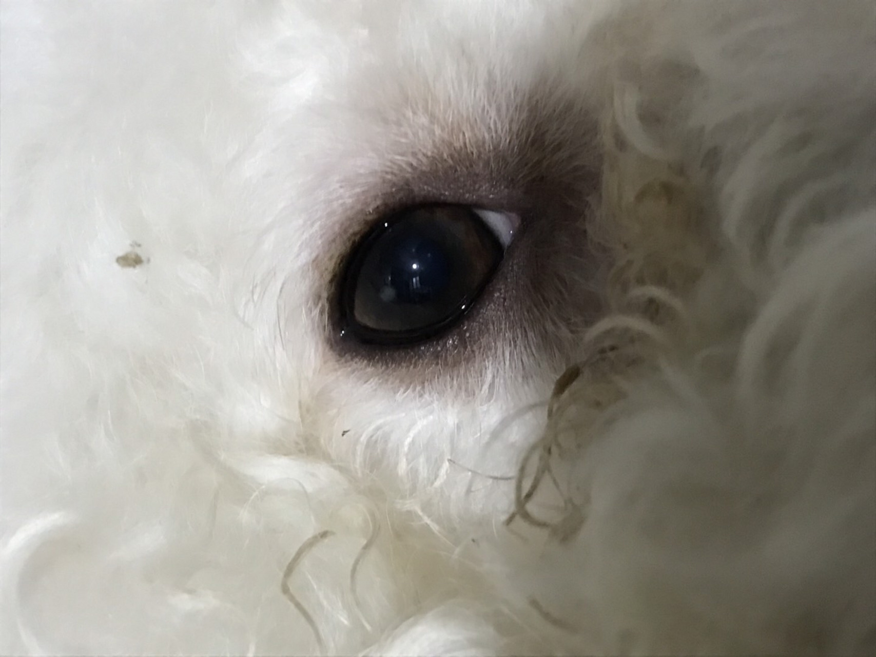 昨天突然看到狗狗眼球上出现一个白点,有没有人知道这是什么啊?