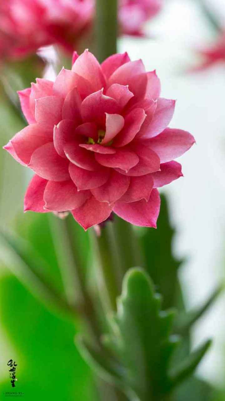 小雏菊 意大利国花,花语:代表着隐藏在心底的爱,代表着永远快乐,代表