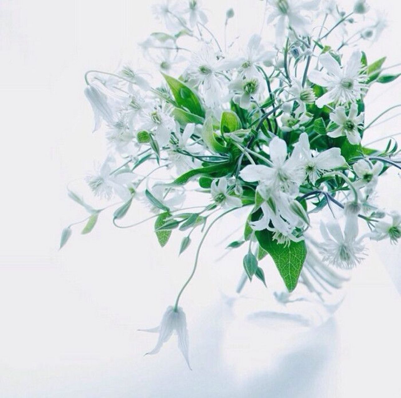 水晶草又名"彩星",属补血草属植物.开的花比较小,死后花仍不败 .