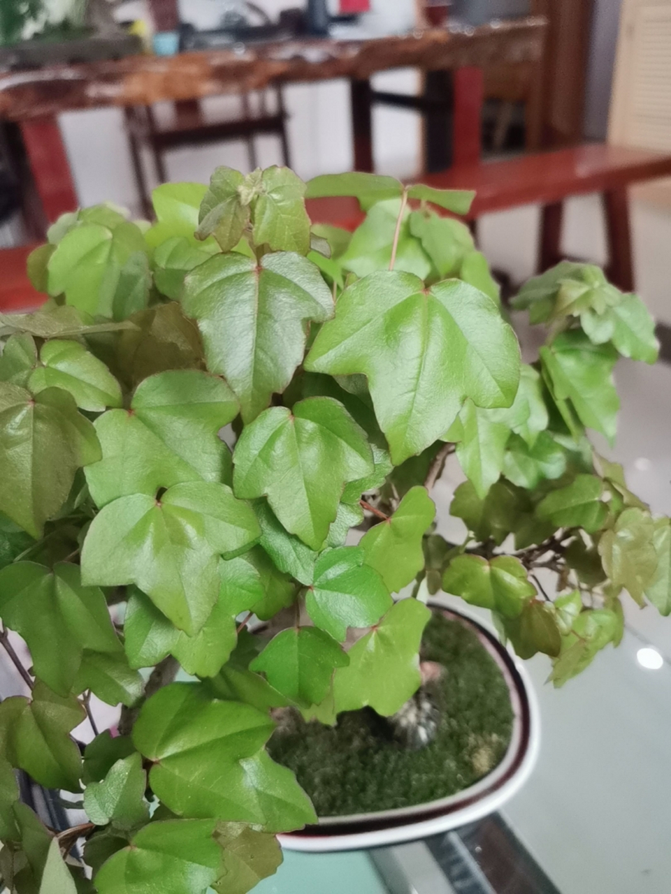 请教这是宫祥枫还是唐枫