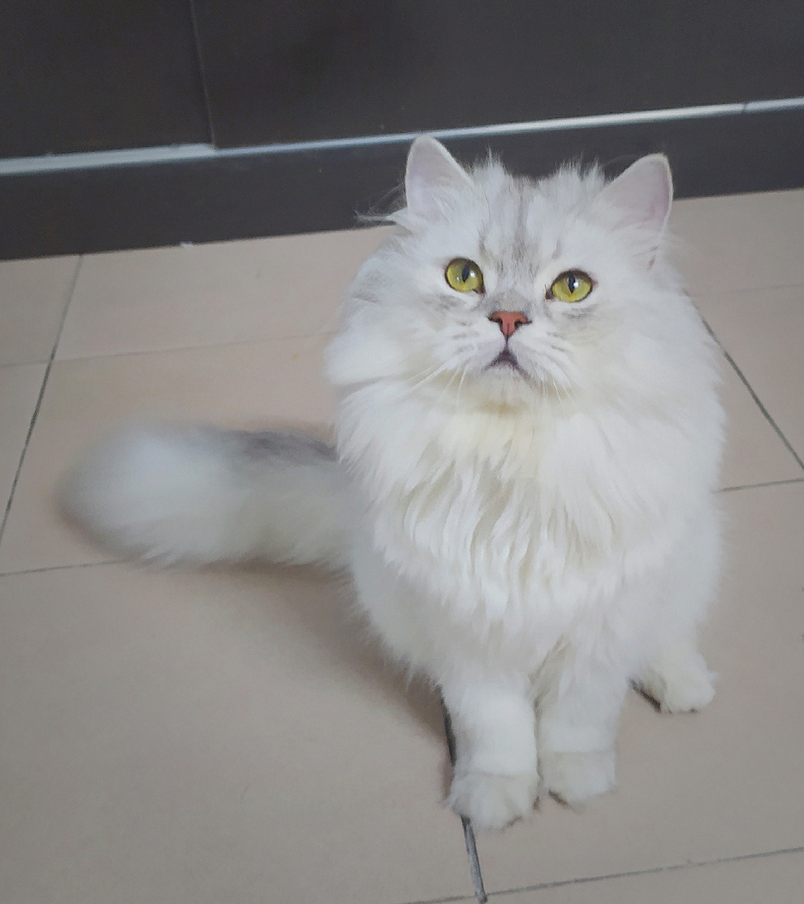 金吉拉 长毛猫 英短借配,配种,找女朋友啦,猫猫已