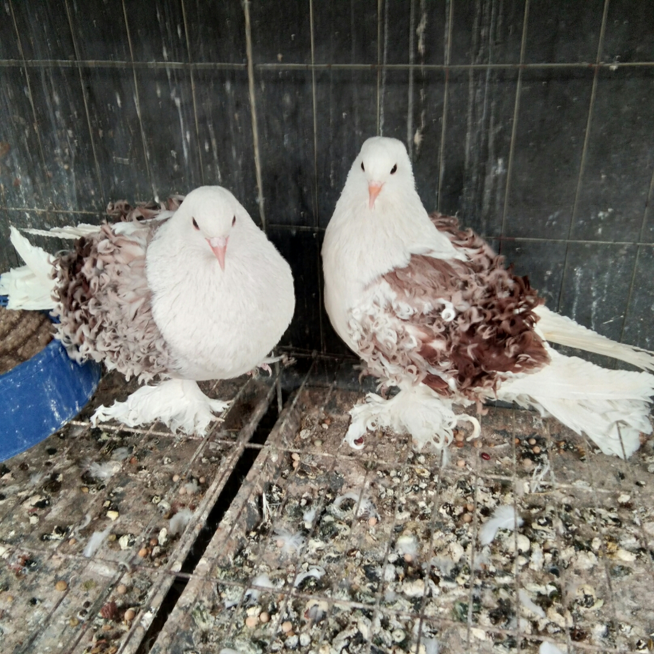 马甲芙蓉种鸽一对