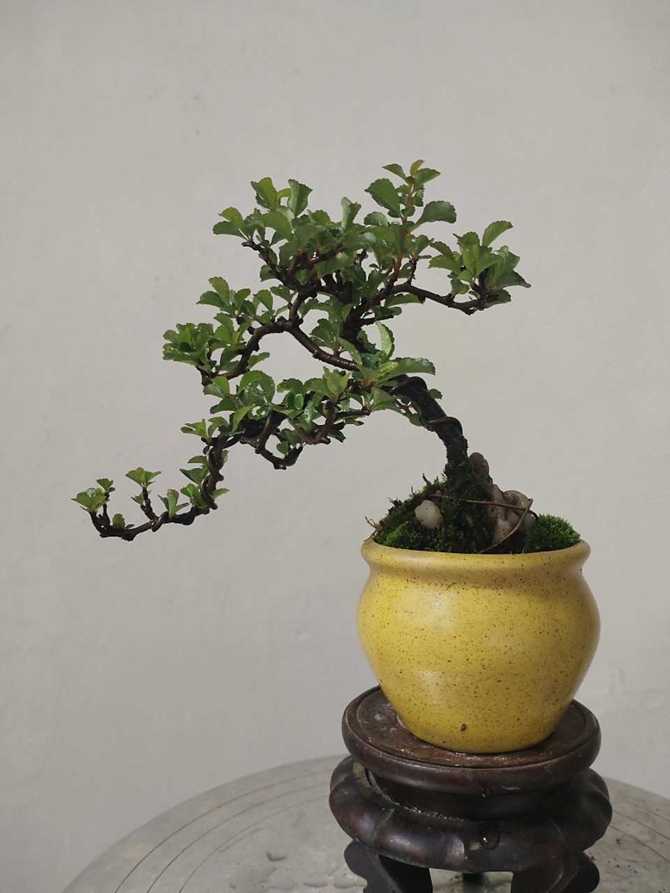 日本红花一号长寿梅