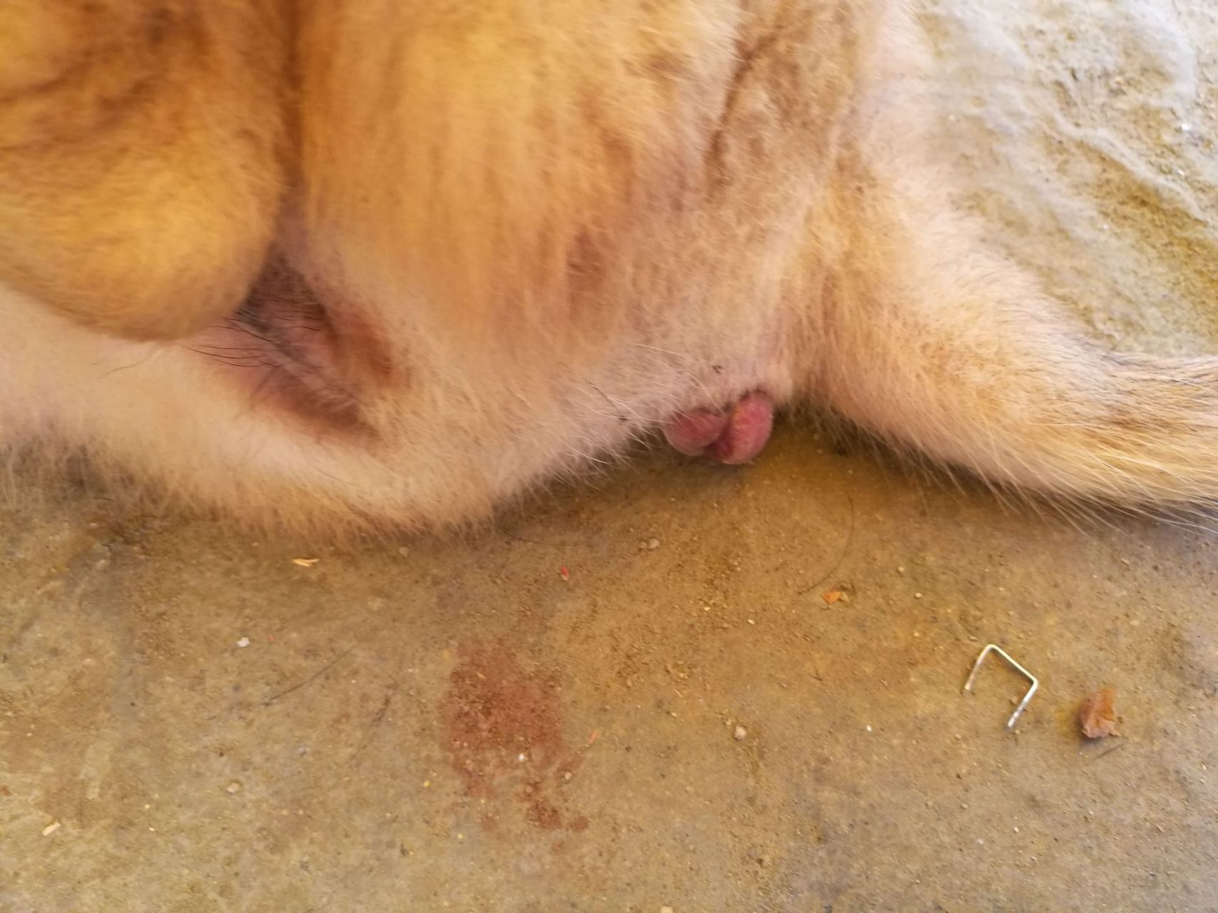 有没有铲屎官知道狗狗这是怎么了?是脱肛了吗?