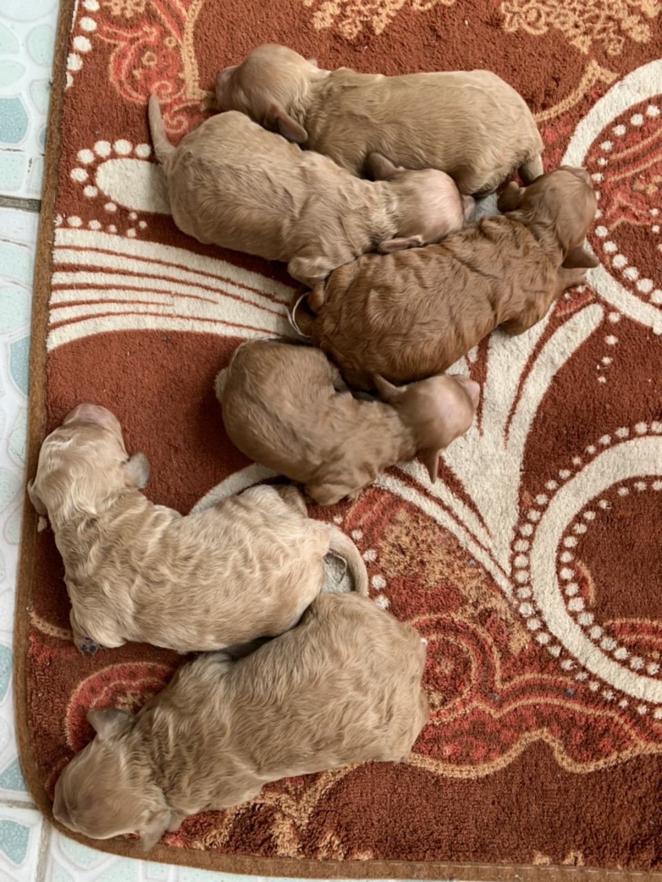 小泰迪初六出生到现在11天睁开眼睛了