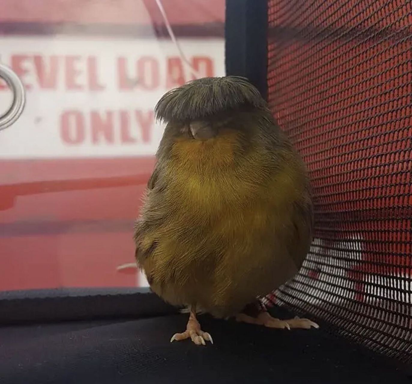 只叫"barry"的宠物格洛斯特金丝雀(gloster canary via:barrybirb(ig