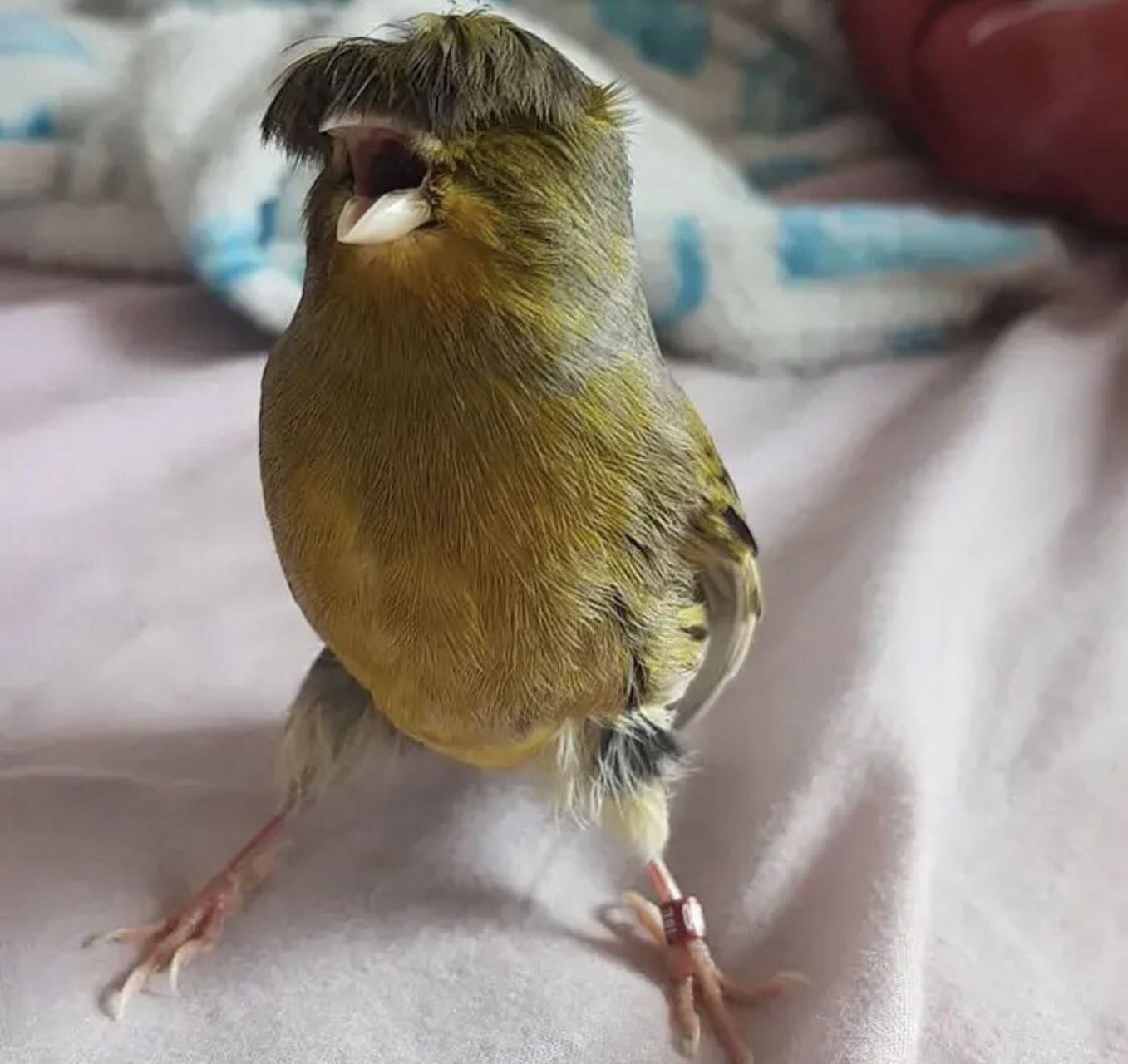 只叫"barry"的宠物格洛斯特金丝雀(gloster canary via:barrybirb(ig