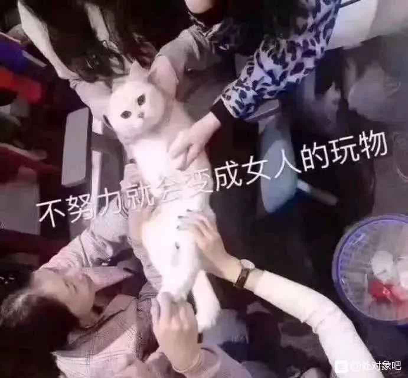阿姨我不想努力了