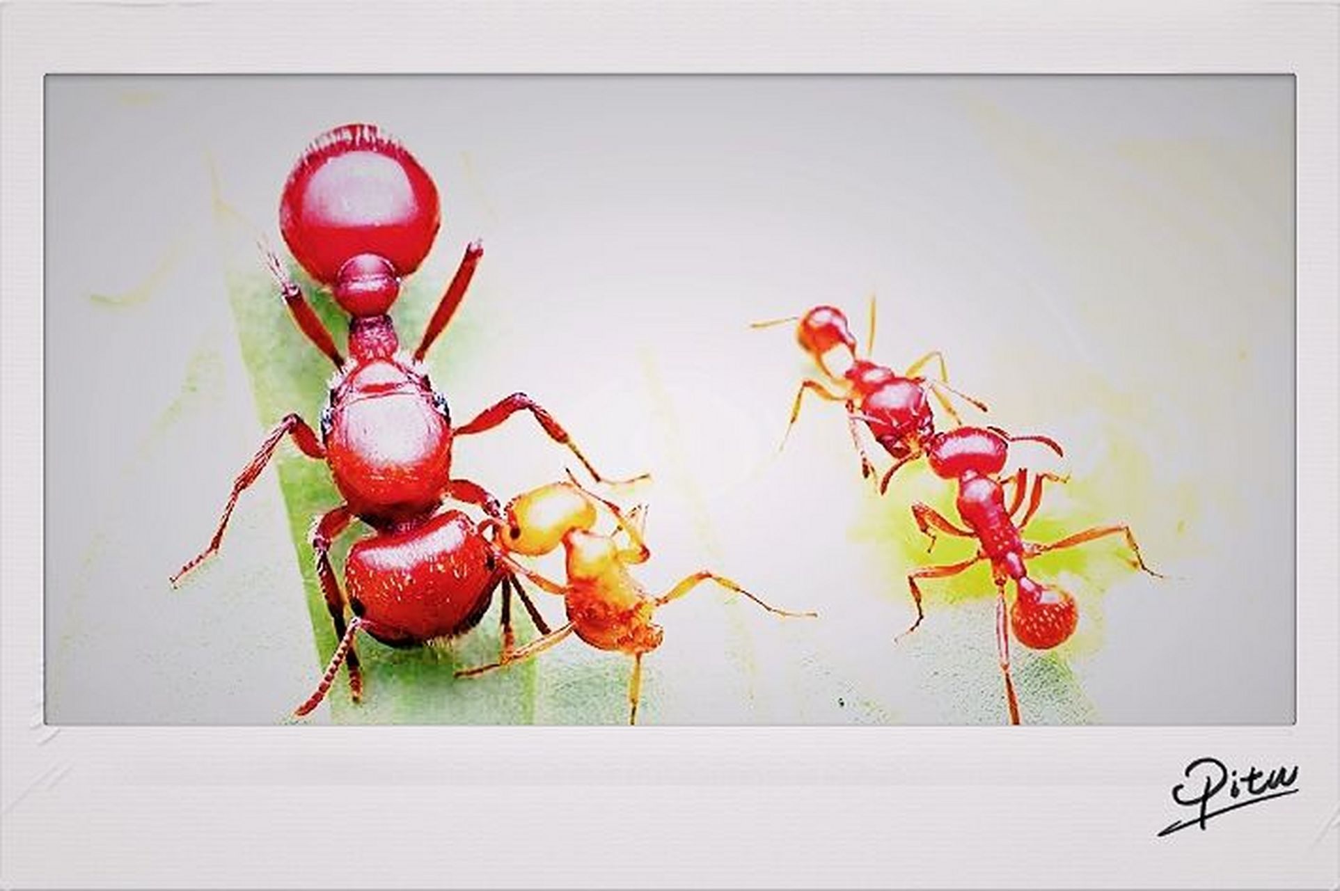 好看的两种须蚁