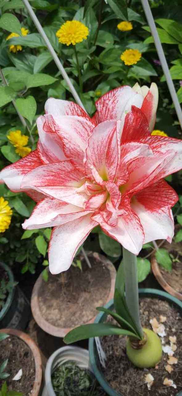 大家帮我看看我这个是条纹黛丝吗