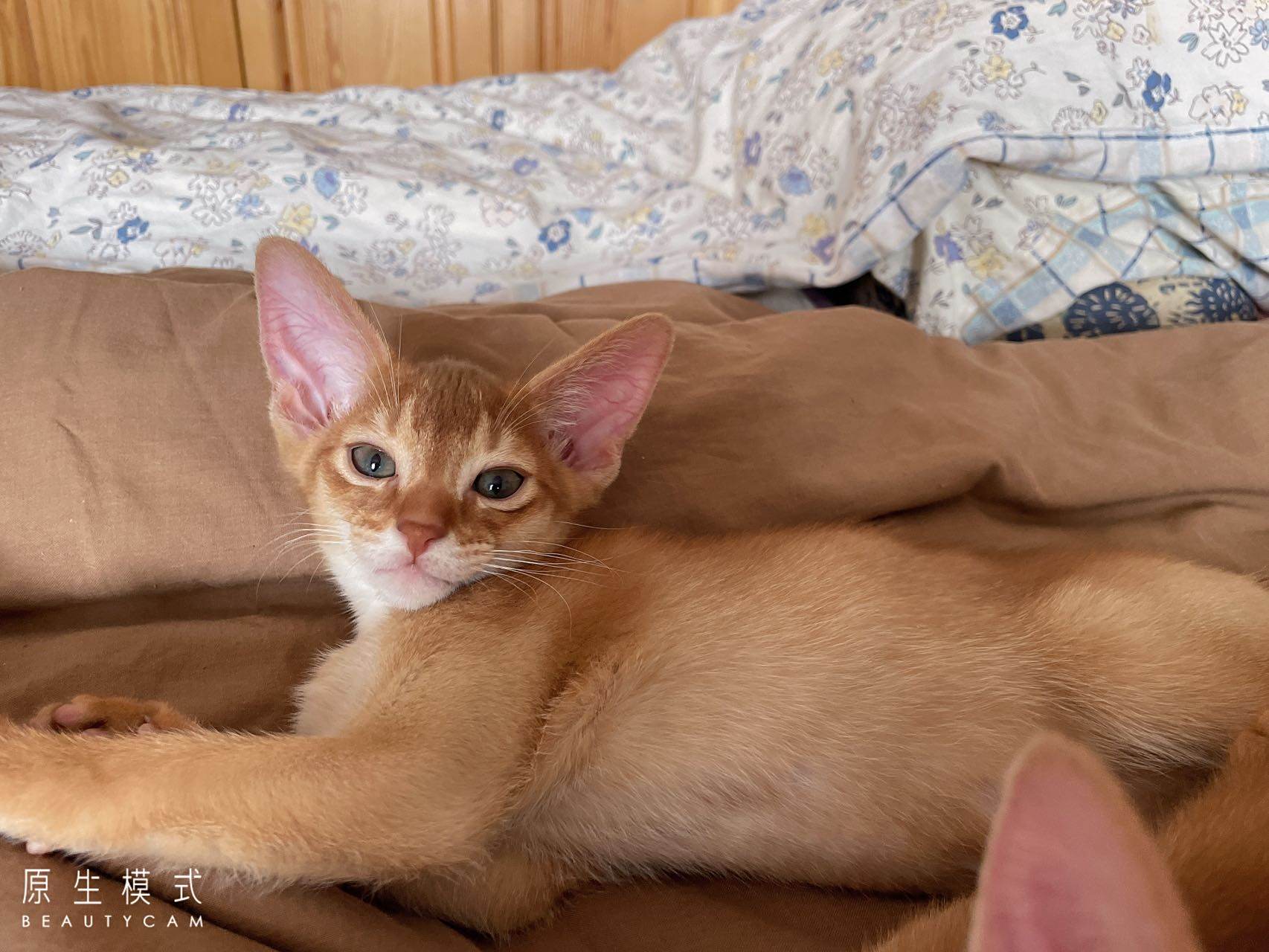 红色阿比弟弟妹妹,三个月啦～坐标北京丰台