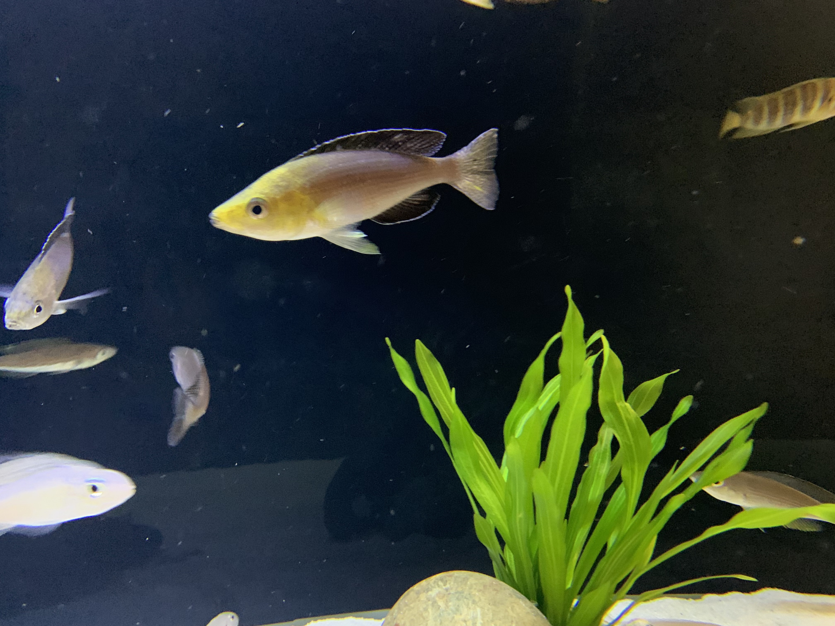 金头剑沙清缸  喜欢金头剑沙的鱼友们看过来～  缸小了,品种养的过多