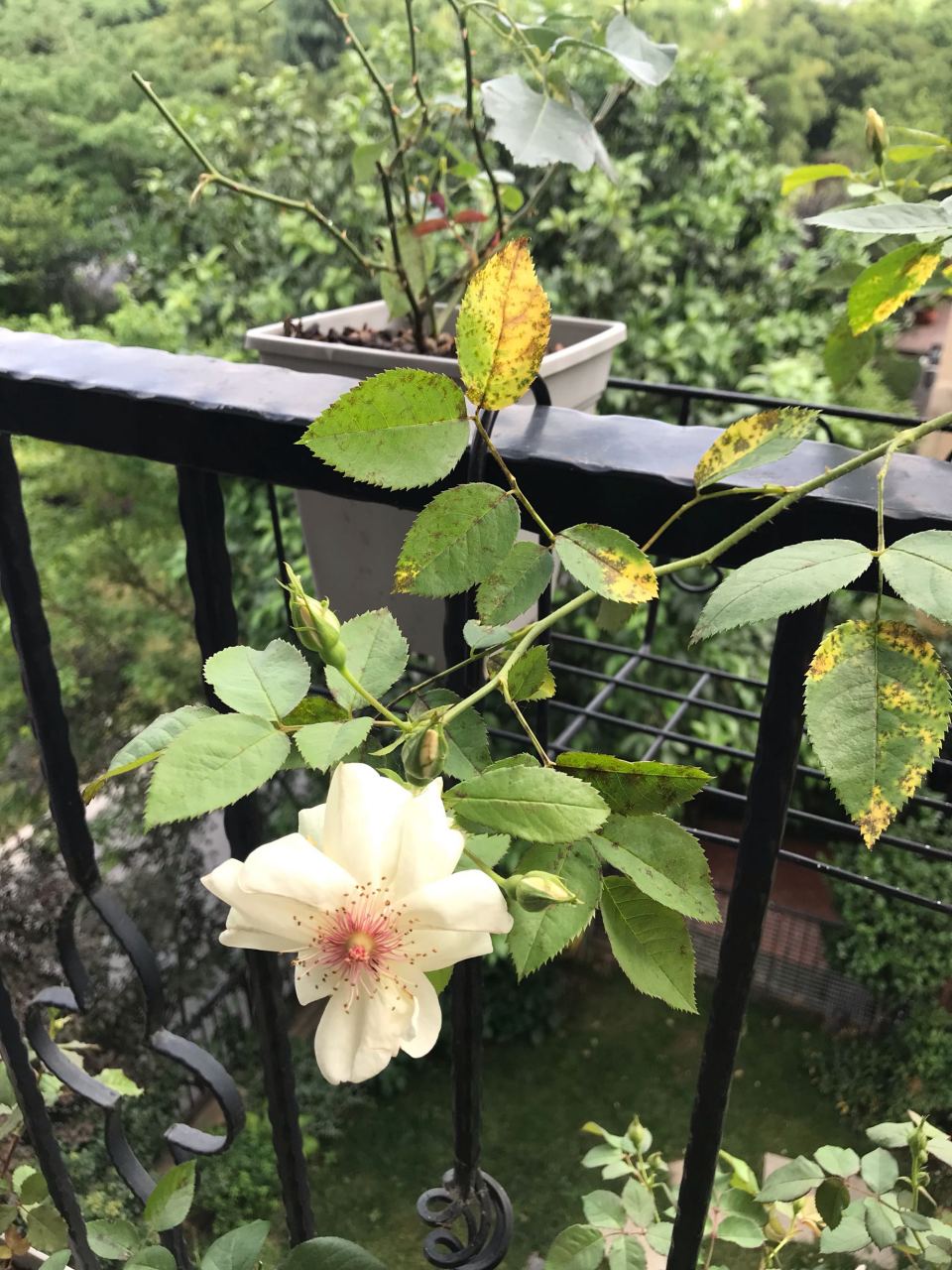 jacqueline du pre 好看又有麝香