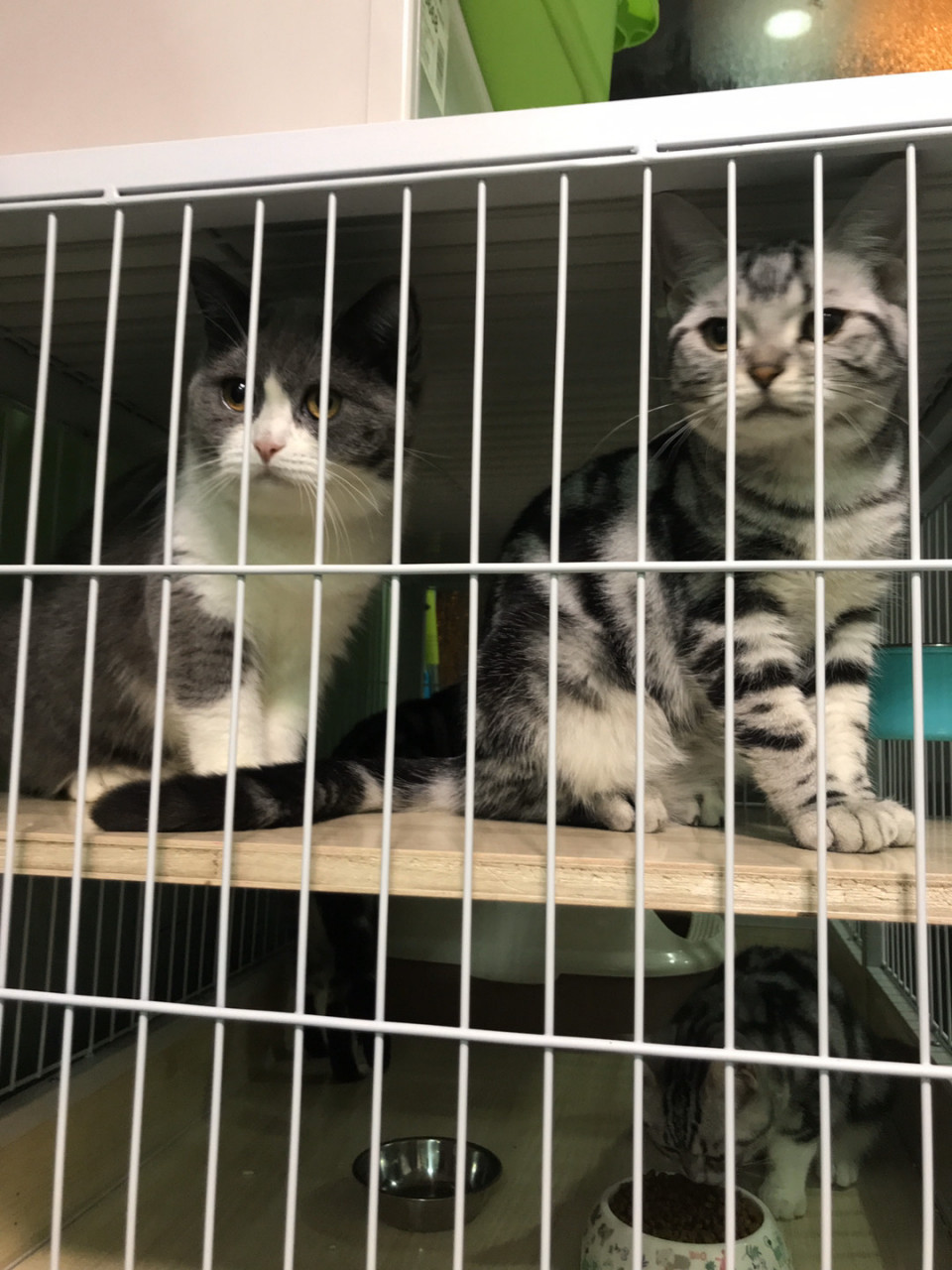 蓝胖子妹妹美短妹妹找新家