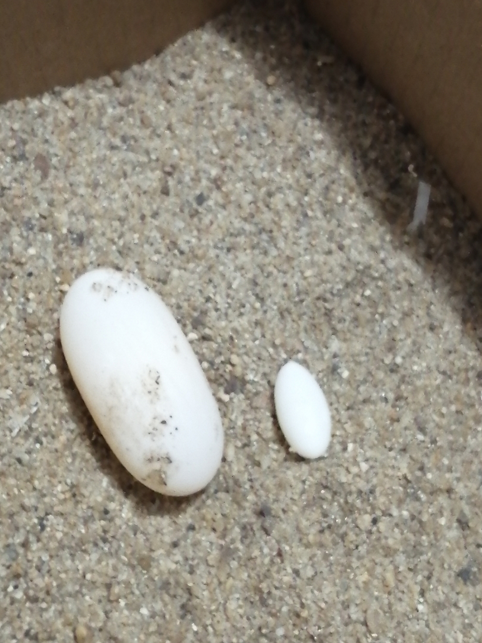 求助!石龟蛋在厨房捡出来,两天后还没白斑是受精卵吗?