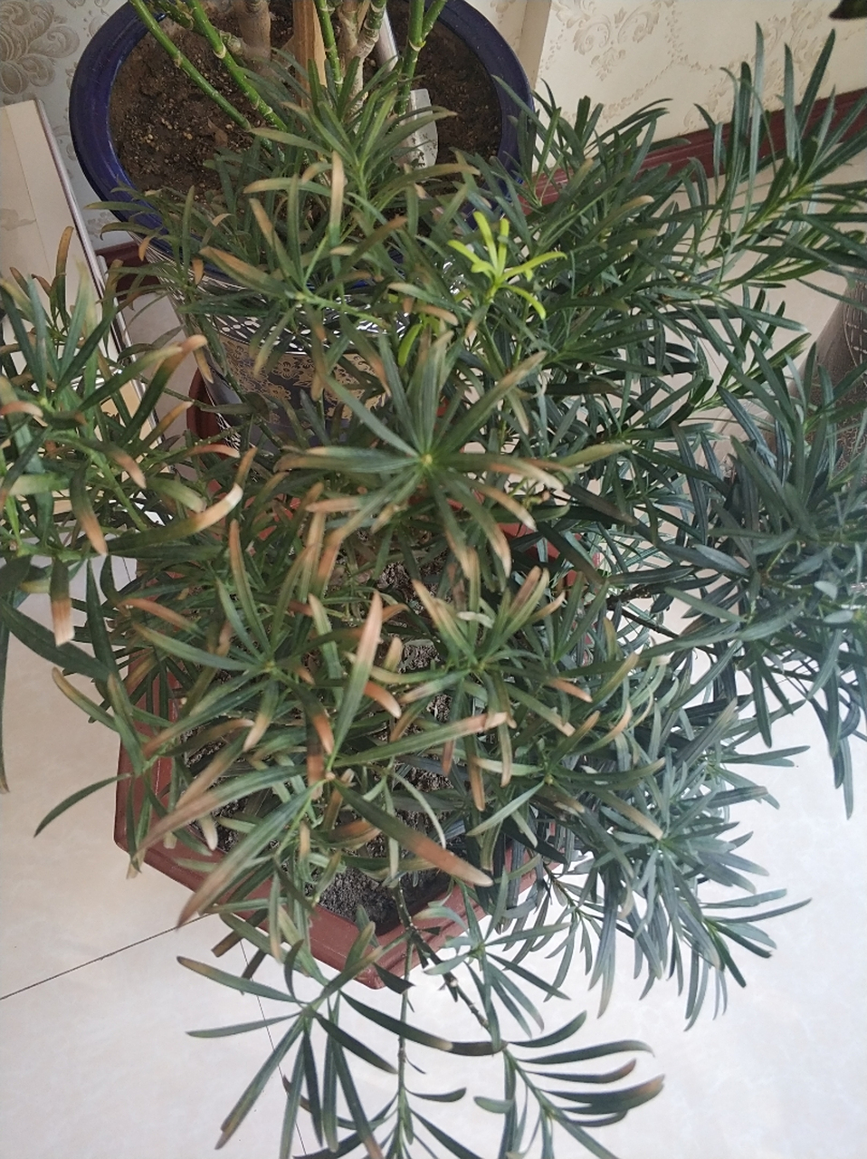 各位大神,罗汉松叶子黄了如何解决