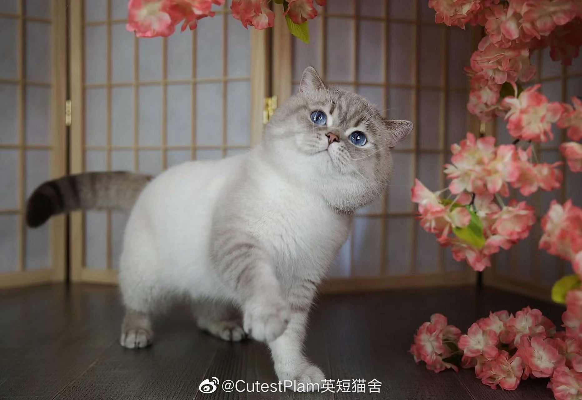 慢寻两只山猫色英短.图片这种.