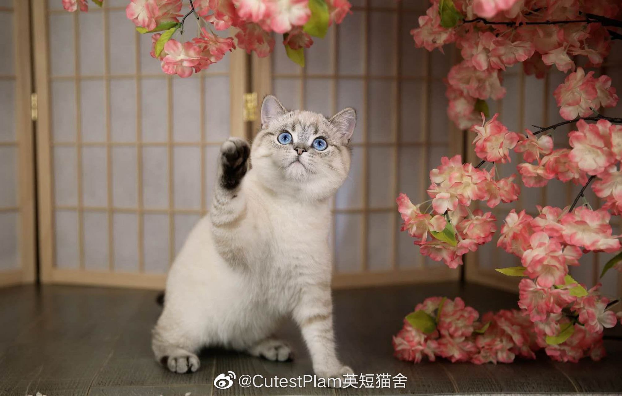 慢寻两只山猫色英短.图片这种.